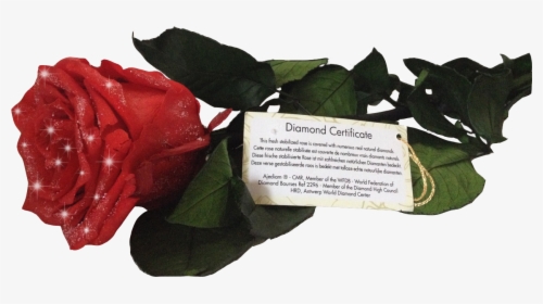 Diamond Rose Certificate, HD Png Download, Transparent PNG