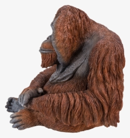 Orangutan, HD Png Download, Transparent PNG