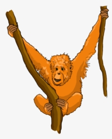 Cartoon Orangutan - Cute Orangutan Cartoon Transparent Png, Png Download, Transparent PNG