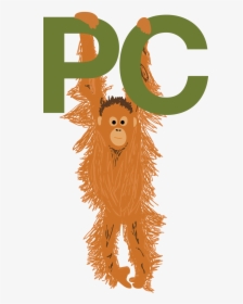 Orangutan - Illustration, HD Png Download, Transparent PNG