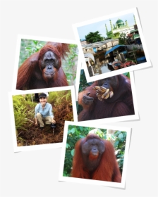 Orangutan, HD Png Download, Transparent PNG