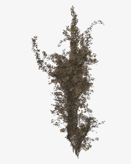 Isolated Tree Ivy Tree - Portable Network Graphics, HD Png Download, Transparent PNG