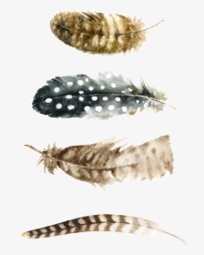 Wall Printable Free Feather, HD Png Download, Transparent PNG