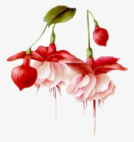 #flowers #hanging #pretty #pink #red #leaf #bulb #freetoedit - Hummingbird Watercolor By A Flower, HD Png Download, Transparent PNG