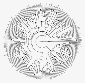 Phylogenetic Tree Of Life Png File, Transparent Png, Transparent PNG