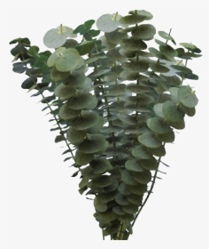 Fresh Eucalyptus Flower Online For Sale - Tree, HD Png Download, Transparent PNG