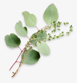 Eucalyptus Leaves And A Sprig Of Thyme - Maidenhair Tree, HD Png Download, Transparent PNG