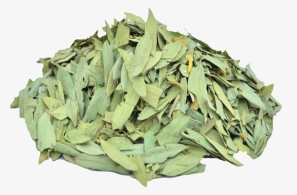 Eucalyptus Leaves Png, Transparent Png, Transparent PNG