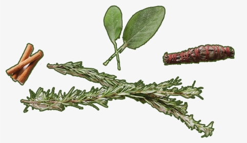 Logs Of Cinnamon - Common Sage, HD Png Download, Transparent PNG