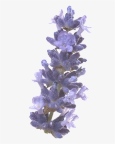 English Lavender, HD Png Download, Transparent PNG