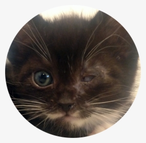 Kitten Face Png, Transparent Png, Transparent PNG