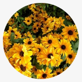 Yellow Flower Aesthetic , Png Download - Flower Yellow Flower Aesthetic, Transparent Png, Transparent PNG
