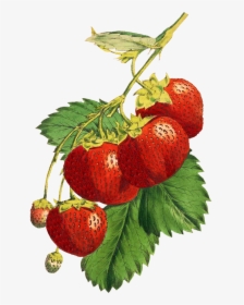 Strawberries For Scrapbooking - Illustration, HD Png Download, Transparent PNG