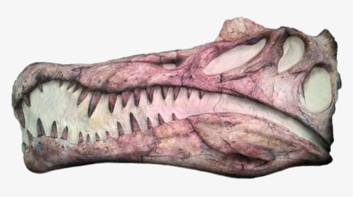 Drawing Of A Spinosaurus Skull, HD Png Download, Transparent PNG