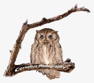 Owl Logo Ready - Great Horned Owl, HD Png Download, Transparent PNG