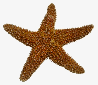 Realistic Clipart Starfish - Invertebrates Png, Transparent Png, Transparent PNG