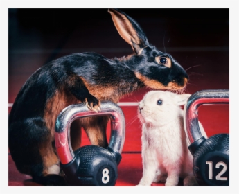 Rabbit Easter Myfit Fitness Dumbells Blog - Easter, HD Png Download, Transparent PNG