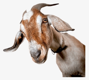 Two Goats, HD Png Download, Transparent PNG