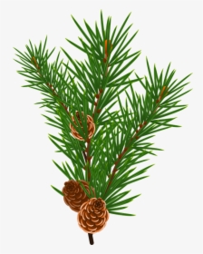 Pine Tree Branch Clipart, HD Png Download, Transparent PNG