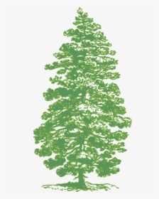 Transparent Tall Pine Tree Silhouette Png - Green Fir Tree Silhouette, Png Download, Transparent PNG