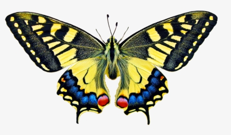 Swallowtale Butterfly Clipart - Swallowtail Butterfly, HD Png Download, Transparent PNG