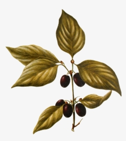 Hand Painted A Wild Fruit Plant Transparent Plant Vector - Tree, HD Png Download, Transparent PNG