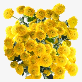 Best Assorted Yellow Chrysanthemum Button Flowers - Yellow Button Poms Flowers, HD Png Download, Transparent PNG