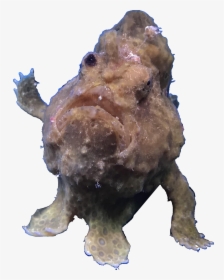 Frog Fish Leaning On Aquarium Wall - Bison, HD Png Download, Transparent PNG
