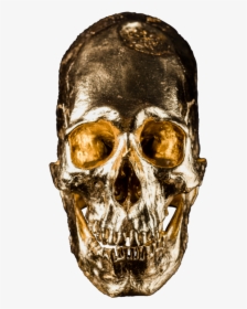 Alien Skull No - Skull, HD Png Download, Transparent PNG