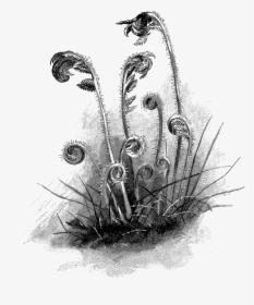 Botanical Fern Illustration, HD Png Download, Transparent PNG