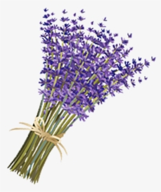 Lavender Drawing Png - Lavender Flower Png, Transparent Png, Transparent PNG
