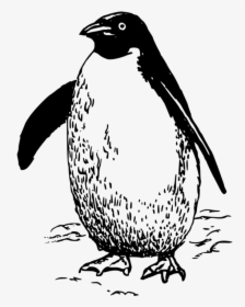 Emperor Penguin Bird Drawing Line Art - Penguin Clipart Black And White, HD Png Download, Transparent PNG