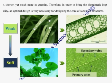 Plant Pathology, HD Png Download, Transparent PNG