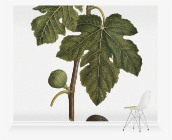 Vitis, HD Png Download, Transparent PNG