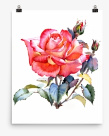 Bright And Floral Rose Watercolour Print Matte Poster - Beautiful Rose Watercolor Painting, HD Png Download, Transparent PNG