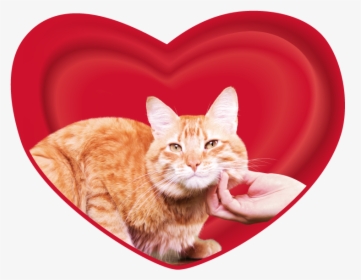 Cari Amici Gatos - Cat, HD Png Download, Transparent PNG