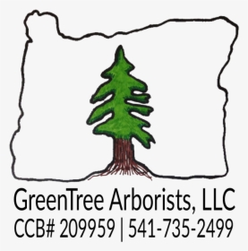 Greentree Arborists - Colorado Spruce, HD Png Download, Transparent PNG