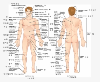40 Body Parts Name, HD Png Download, Transparent PNG