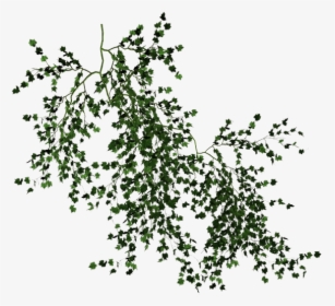 Vine Desktop Wallpaper Tree Clip Art - Transparent Background Vine Png, Png Download, Transparent PNG