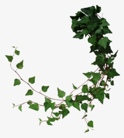 Cut From My Photo With Photoshop - Transparent Ivy, HD Png Download, Transparent PNG