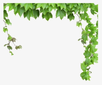 Transparent Leafy Vine Clipart - Leaves And Vines Png, Png Download, Transparent PNG