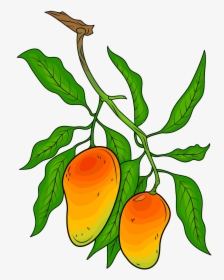 Mango Tree Illustration, HD Png Download, Transparent PNG
