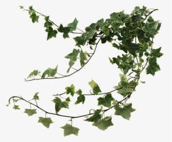 Common Ivy Houseplant Devil S Ivy Vine - Ivy Png, Transparent Png, Transparent PNG