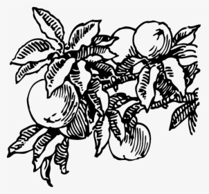 Food, Fruit, Outline, Plants, Tree, Branch, Peach, - Peach Tree Black And White, HD Png Download, Transparent PNG