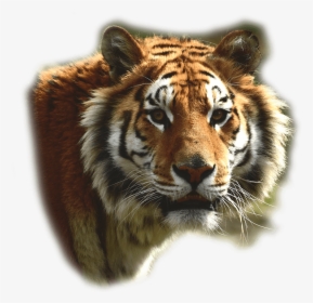 Tigre De Bengala - Bengal Tiger Transparent, HD Png Download, Transparent PNG