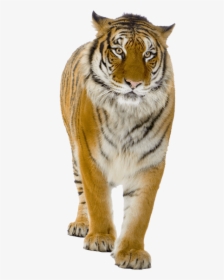 Tigre Caminando - Real Tiger Png, Transparent Png, Transparent PNG