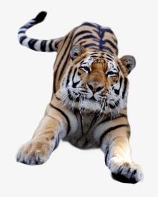 Tigre Saltando - Tiger Cub Transparent Background, HD Png Download, Transparent PNG