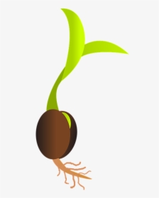Você Já Se Perguntou Como Germinar Uma Semente De Maconha - Germinating Seed, HD Png Download, Transparent PNG