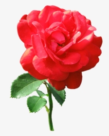 Single Red Rose With Dew Drops - Transparent Single Red Rose, HD Png Download, Transparent PNG