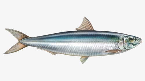 Sardines Fish حرل, HD Png Download, Transparent PNG